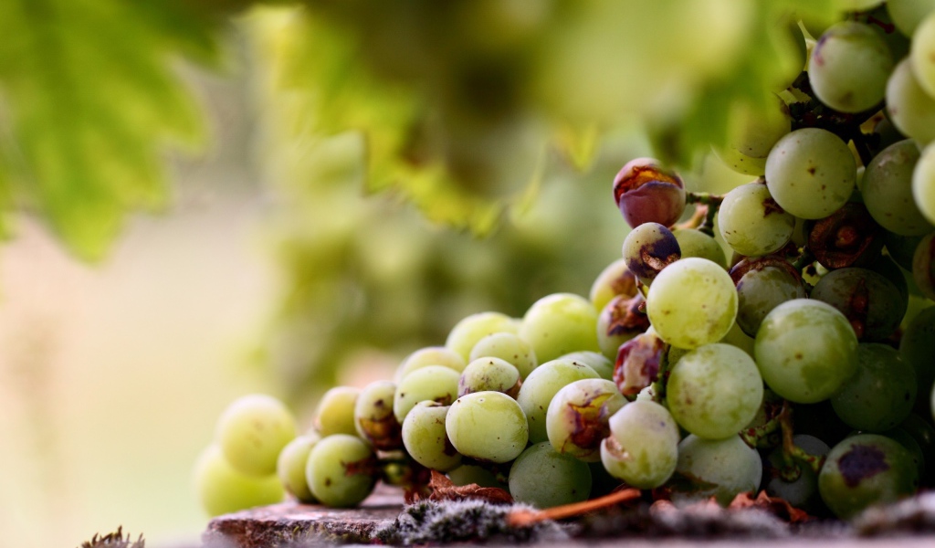 Кисть подпорченного винограда