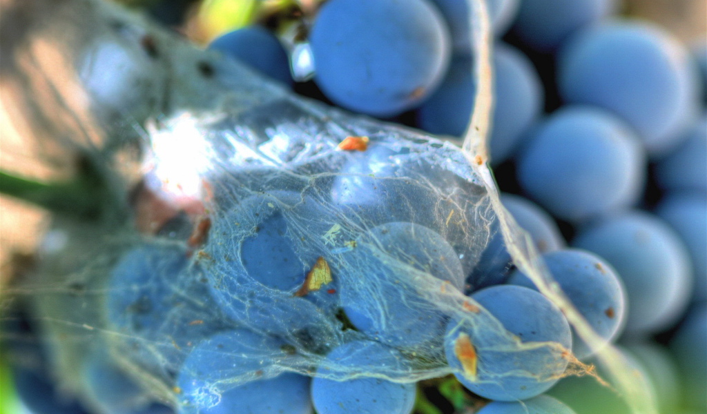 Паутинка на винограде