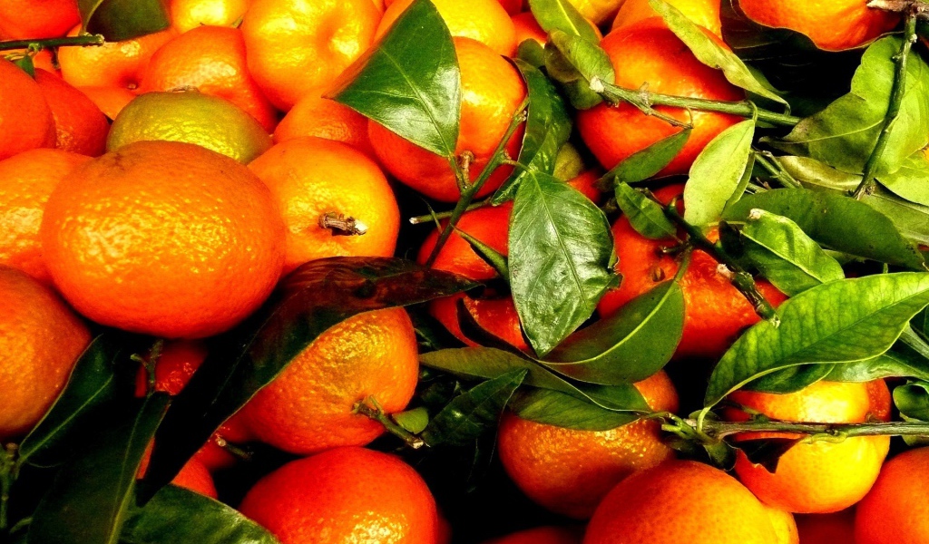 Зрелые плоды и веточки с апельсинового дерева