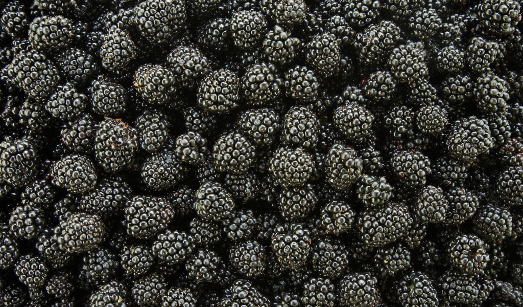 Спелые ягоды ежевики