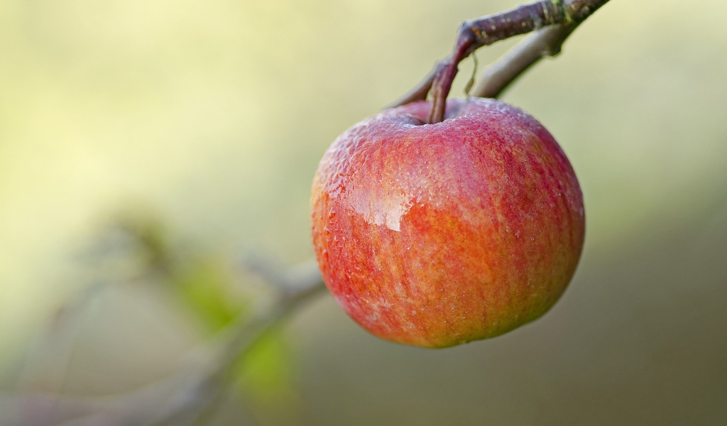 Спелое красное яблоко на ветке