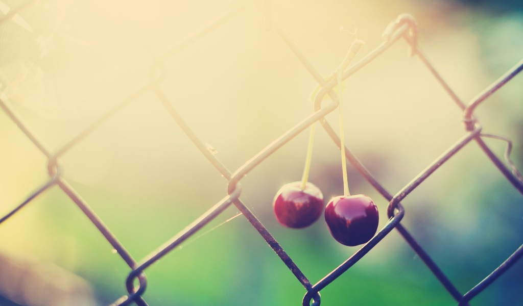 Две вишни висят на сетке