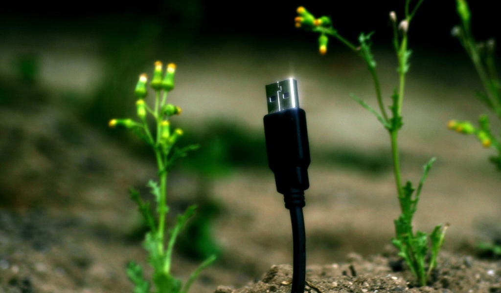 Весной прорастают штеккеры