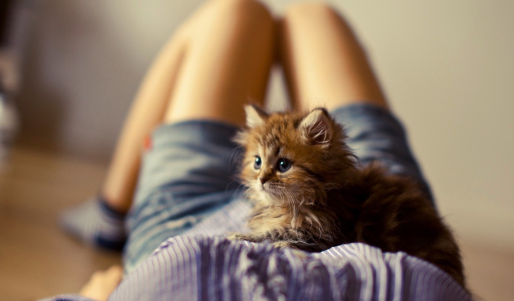 Лохматый котенок на животе у девушки