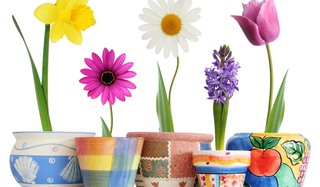 Распустившиеся цветы в горшках на 8 марта