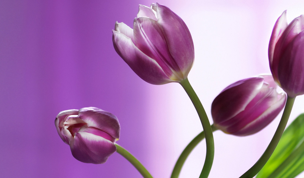Букет из фиолетовых тюльпанов для девушки на 8 марта