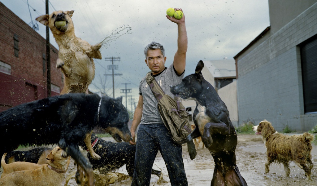 Фильм Переводчик с собачьего