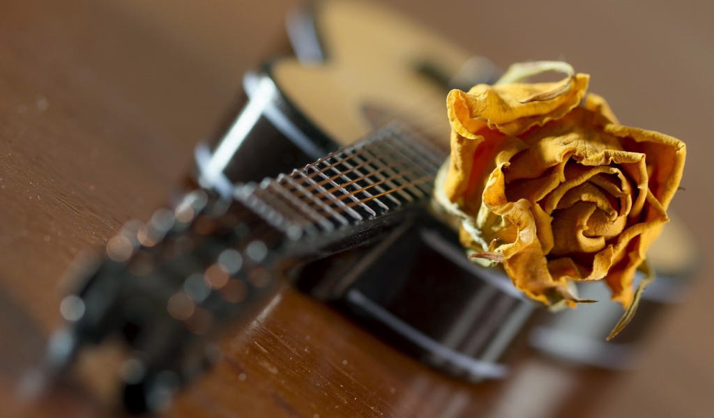 Желтая роза на гитаре