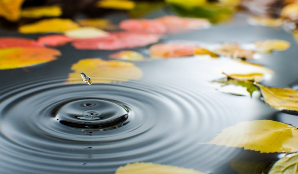Капля воды в луже