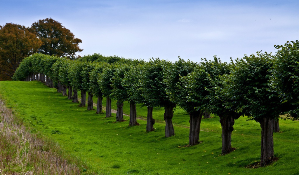 Ряд подстриженных деревьев вдоль тропинки