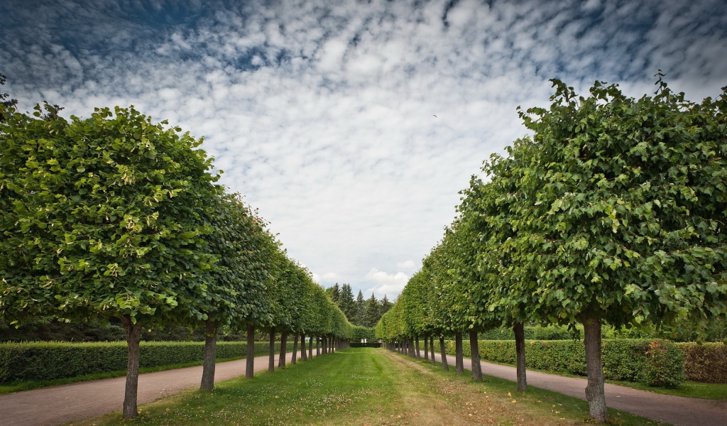 Аккуратная аллея лиственных деревьев