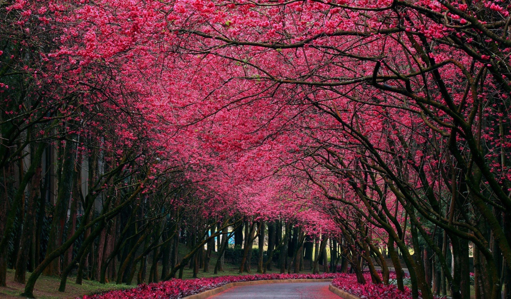 Аллея под розовыми цветами