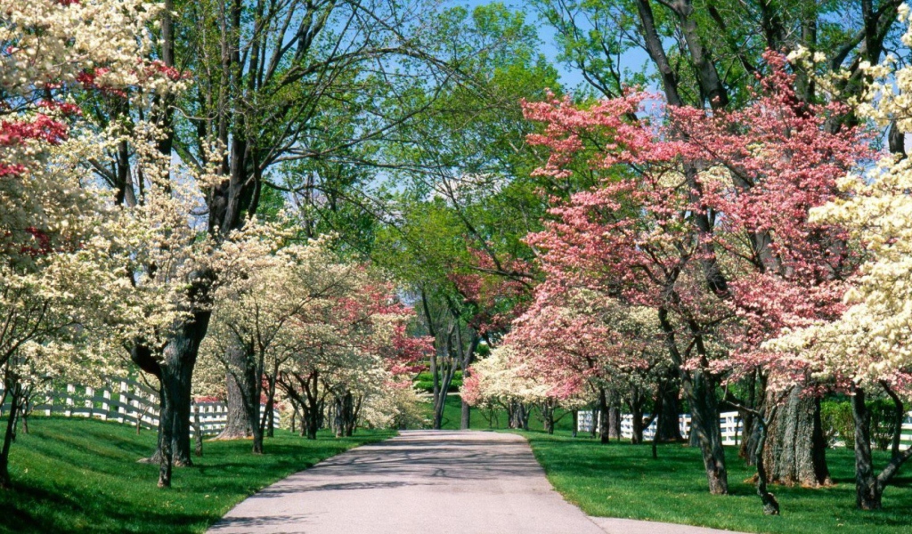 Аллея для прогулок в цветущем парке