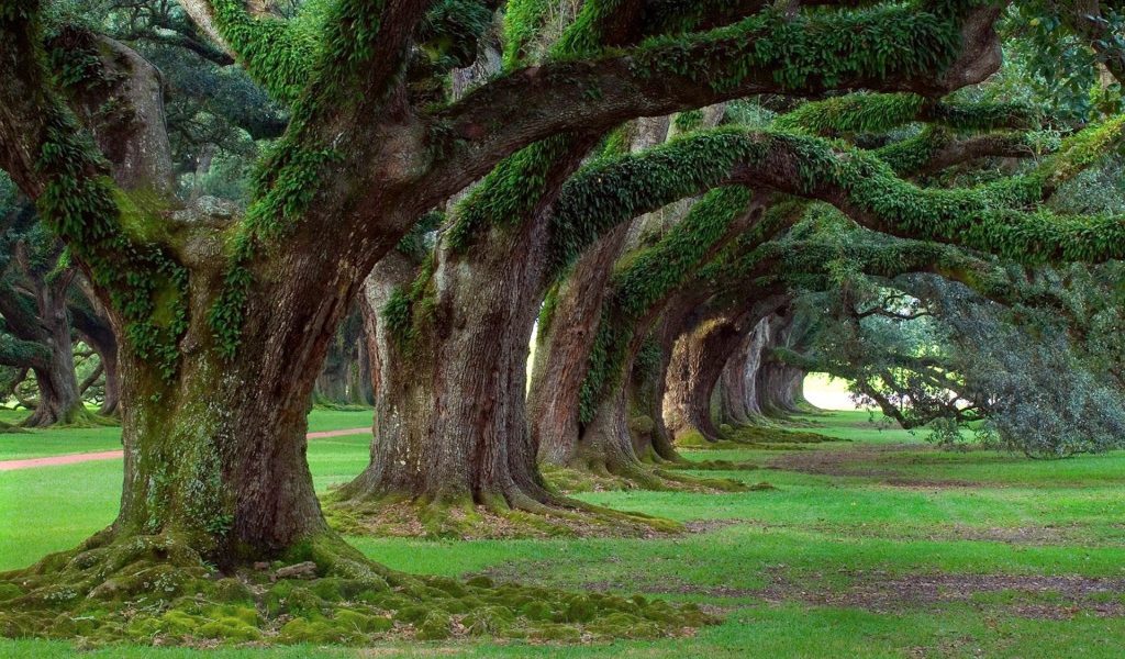 Аллея старых могучих деревьев в парке
