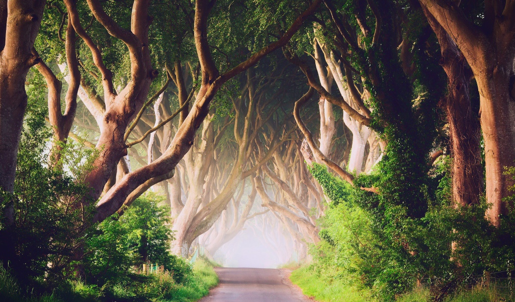 Аллея старых деревьев в Ирландии