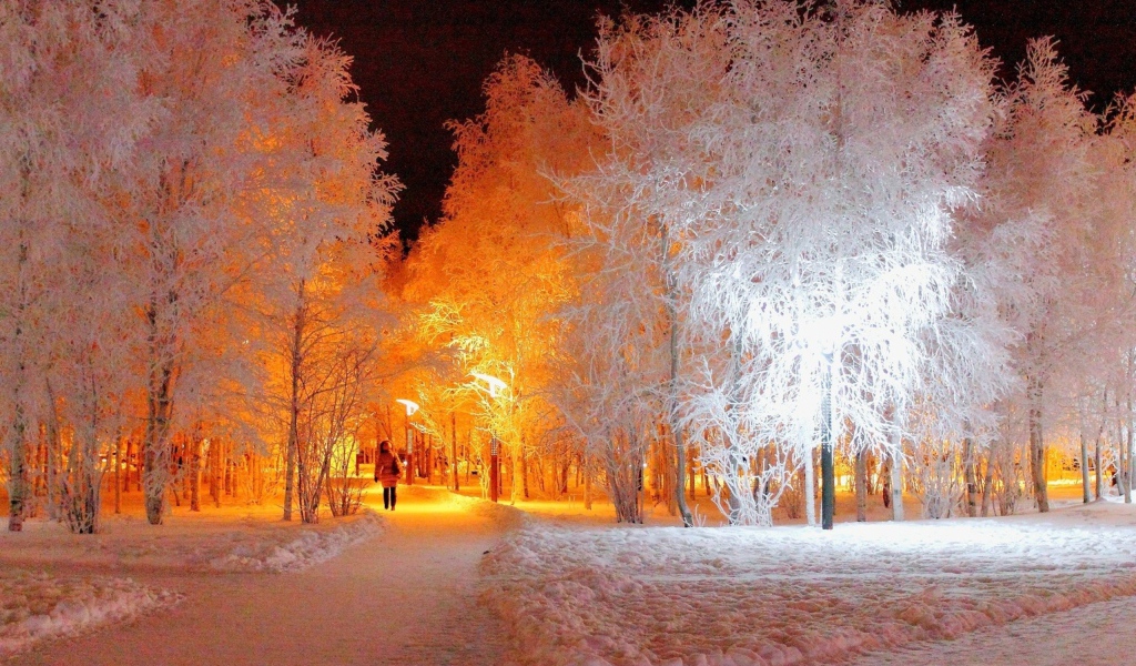 Подсветка покрытых инеем деревьев