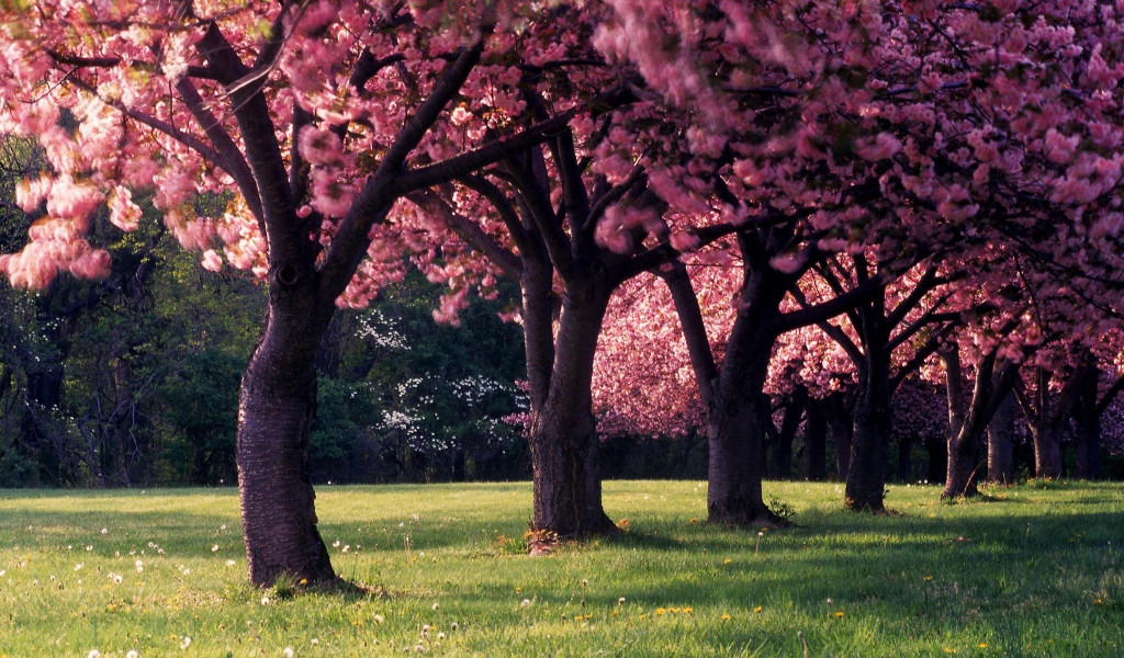 Красивое фото цветущих деревьев весной