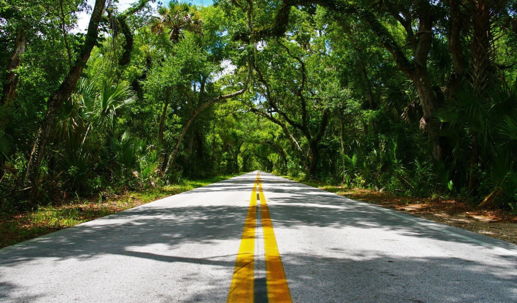 Красивая дорога в тропиках