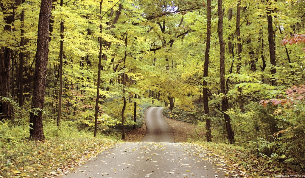 Велосипедная дорожка в осеннем парке