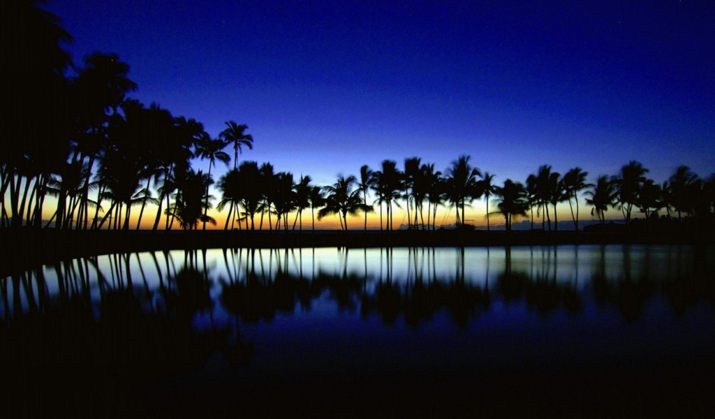 Темные силуэты пальм на фоне неба