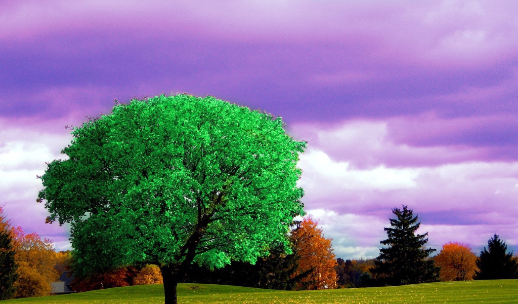 Ярко зеленое дерево на фоне осени