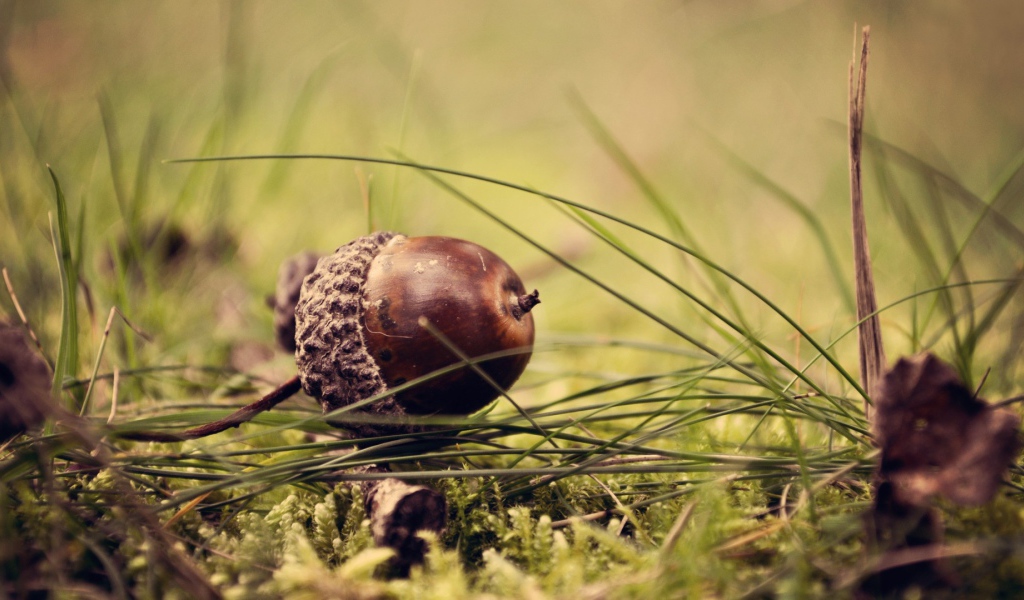 Коричневый желудь на траве