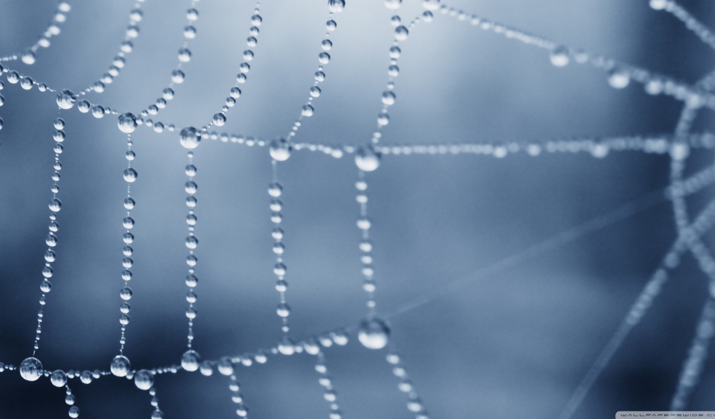 Роса покрыла паутину