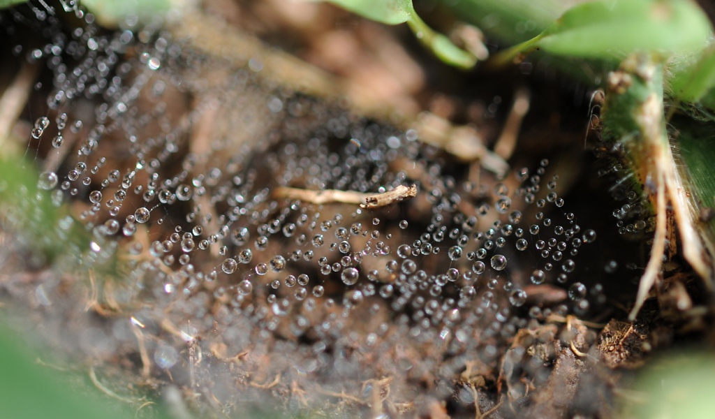 Капли росы на паутине