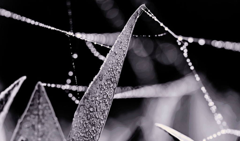 Роса на нитях паутины между травой