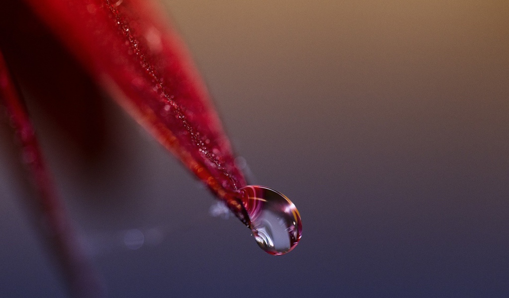 Капля стекает с красного лепестка