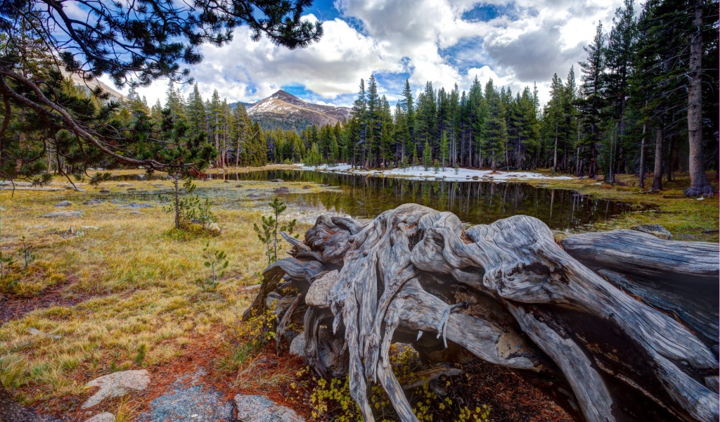 Сухие остатки деревьев