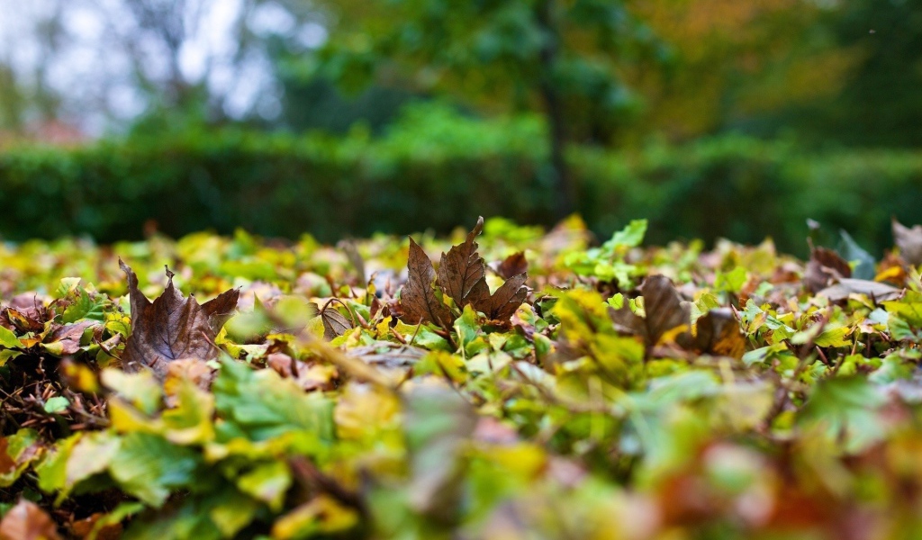 Опавшие листья на траве вблизи