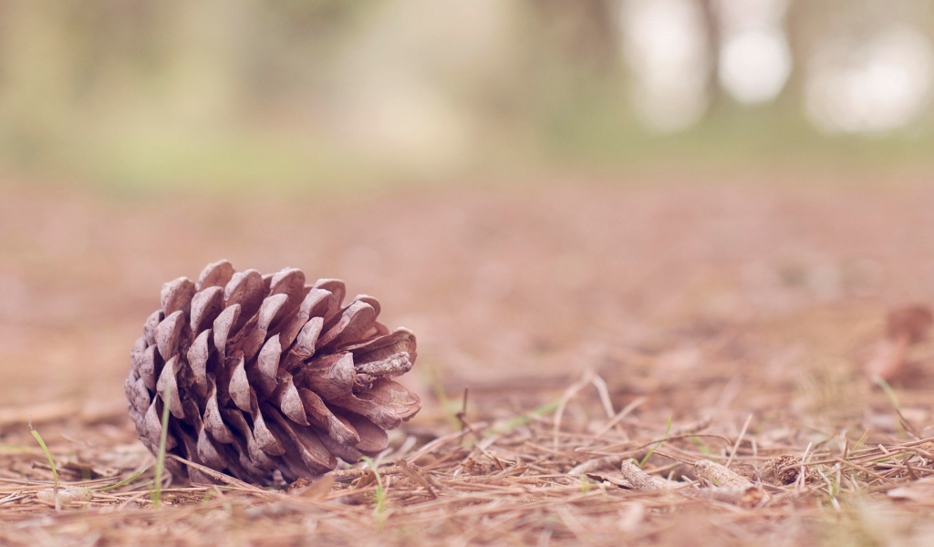 Еловая шишка на земле в лесу
