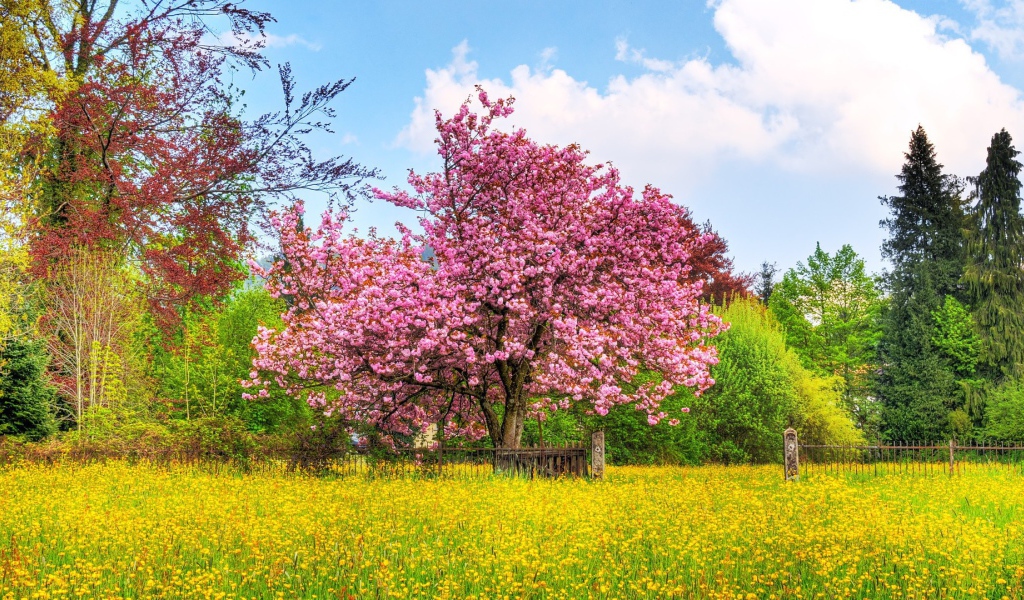 Плодовое дерево покрыто цветами