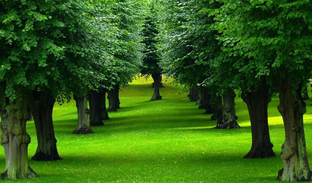 Нежно зеленый газон под деревьями в парке