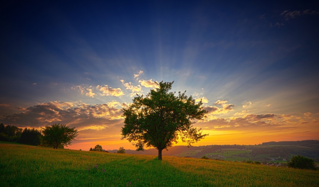 Зеленое дерево на фоне заката