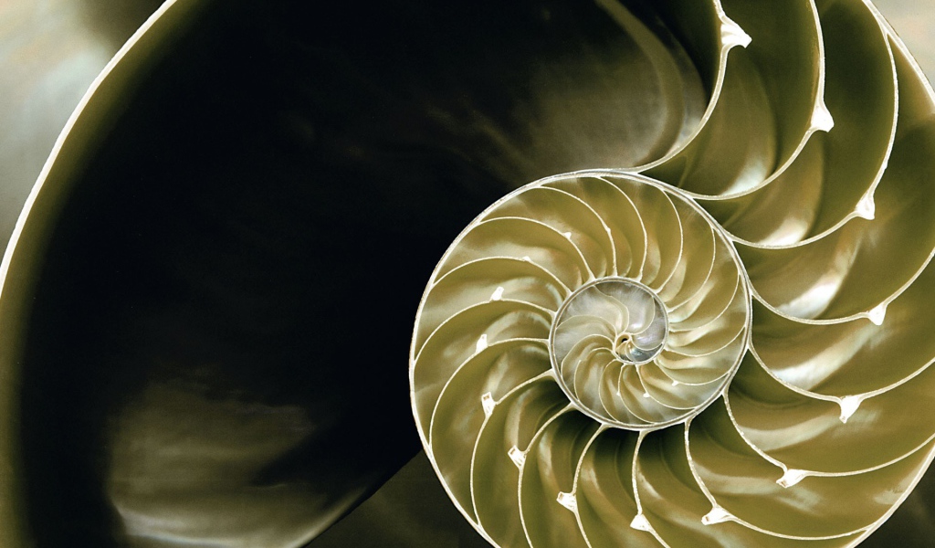 Большая ракушка в разрезе