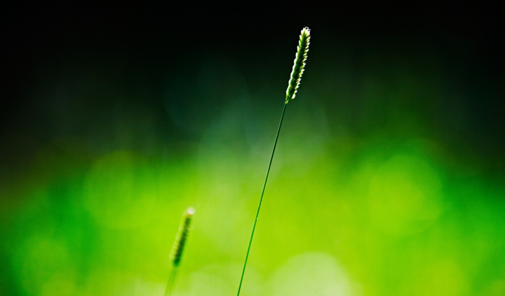 Одинокий зеленый колосок