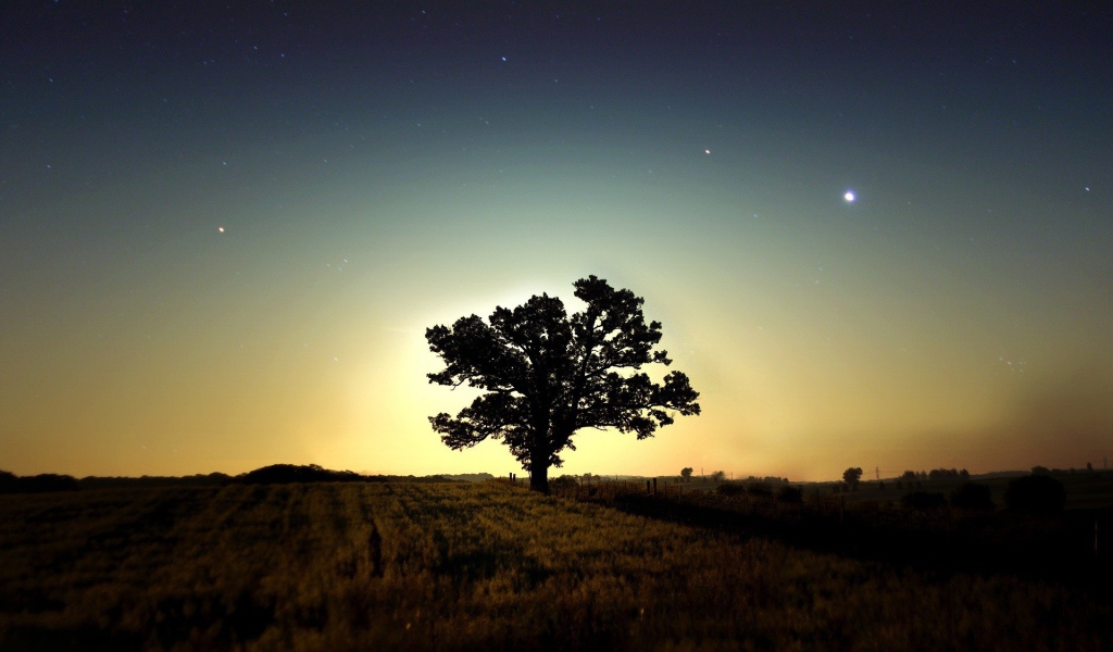Одинокое дерево в поле