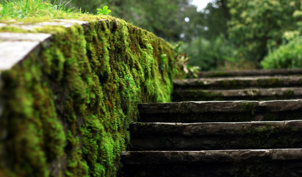Мох на краю каменной лестницы