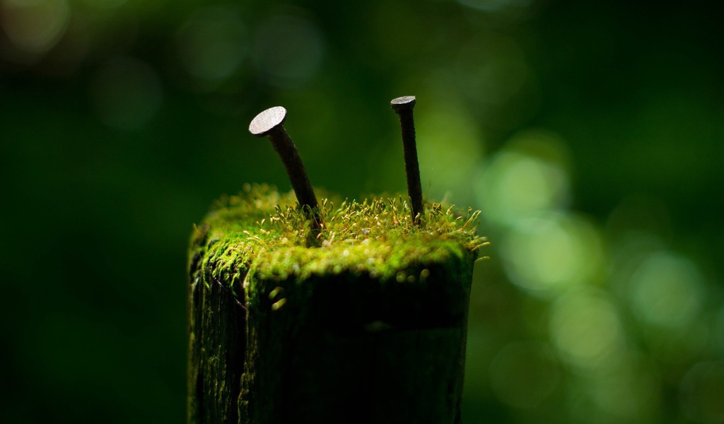 Гвозди среди мха на пеньке