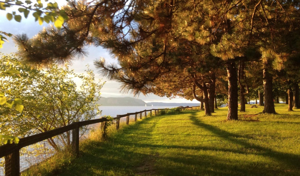 Парк с хвойными деревьями