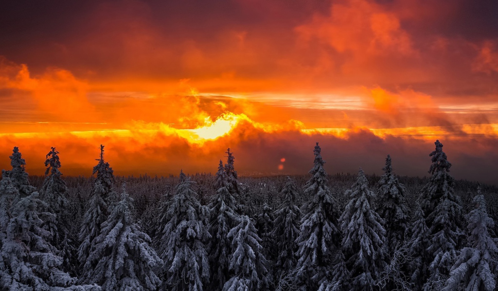 Pine trees in the snow on a background of glowing sky