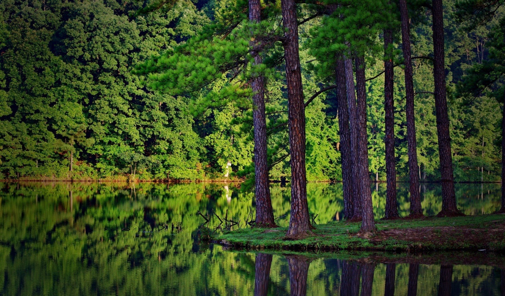 Сосны у самой воды на островке среди озера