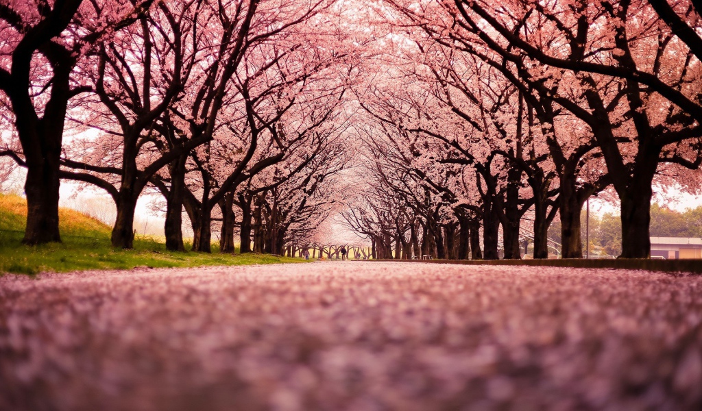 Розовая аллея цветущей сакуры