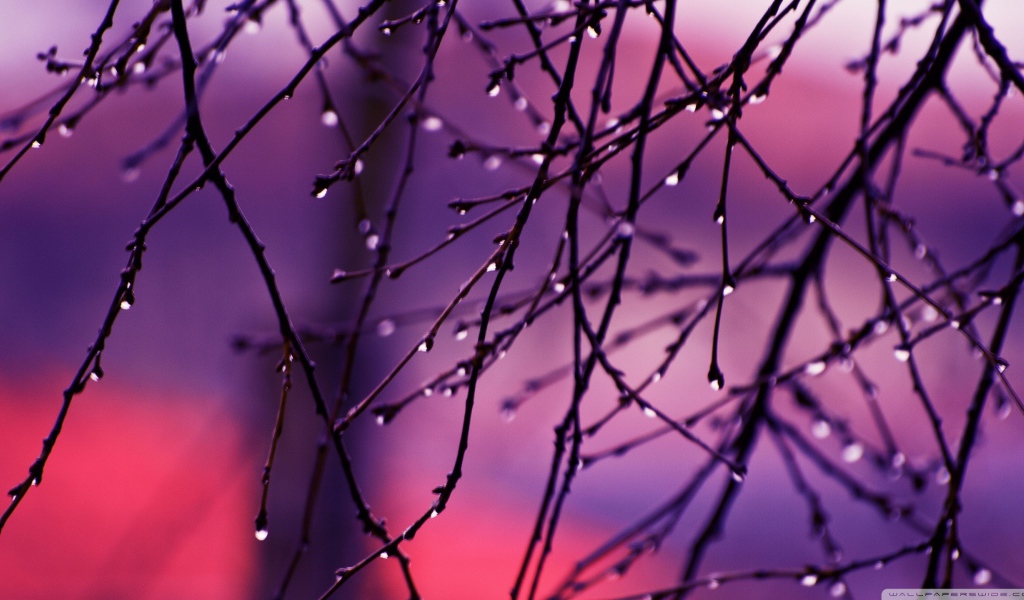 Капли дождя на концах веток дерева