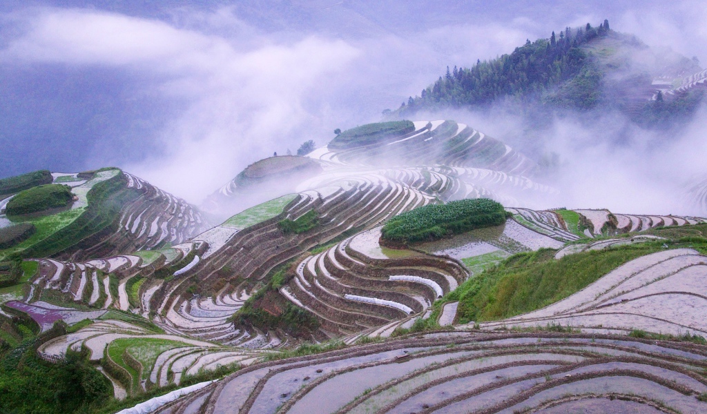 Рисовые поля террасы