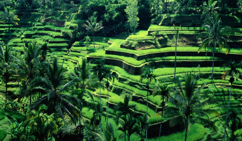 Рисовые поля на террасах