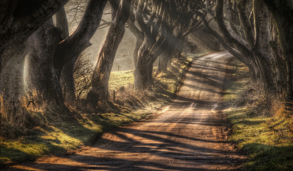 Дорога в окружении старых деревьев
