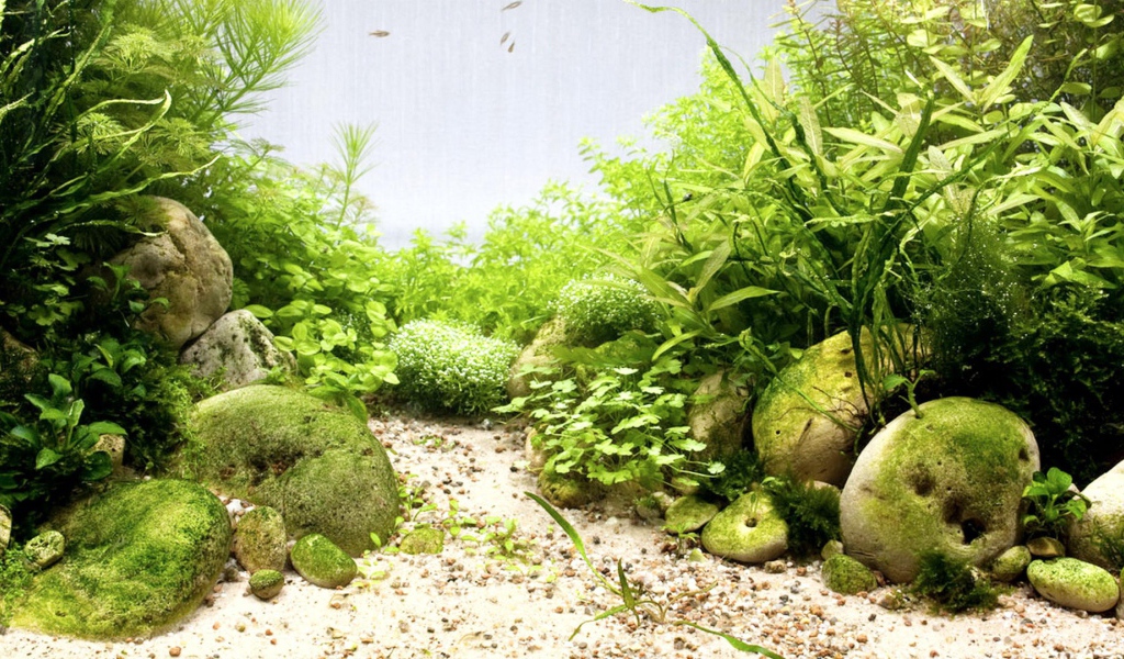 Гладкие камни среди водорослей